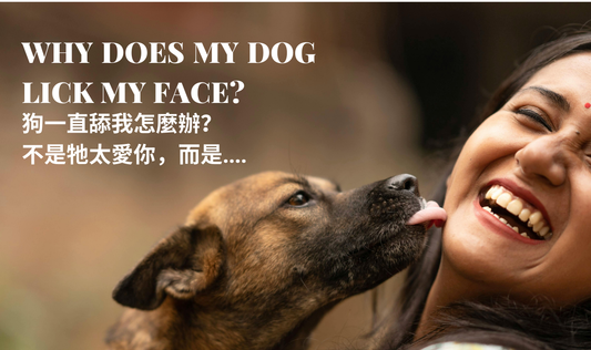 Why Does My Dog Lick My Face? It’s Not Always About Love