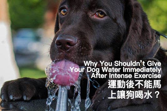 Why You Shouldn’t Give Your Dog Water Immediately After Intense Exercise