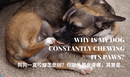 Why Is My Dog Constantly Chewing Its Paws?