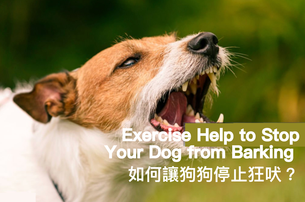 Dog Behavior