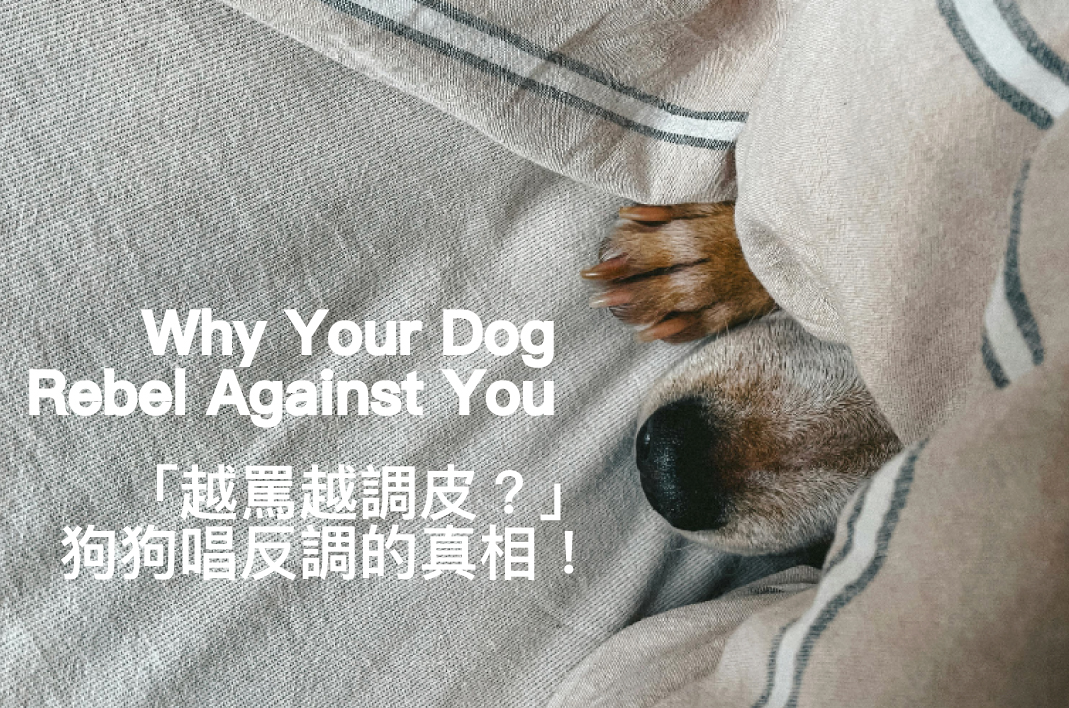 Why Does Your Dog Always Rebel Against You? 狗狗越罵越調皮？