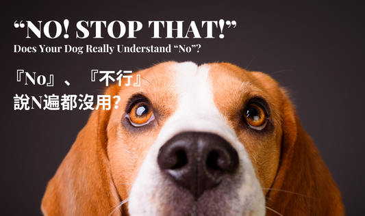 Does Your Dog Really Understand “No”?