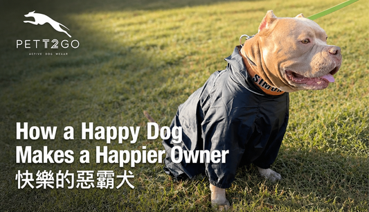 How a Happy Dog Makes a Happier Owner