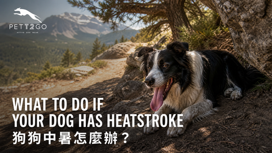 What To Do If Your Dog Has Heatstroke?