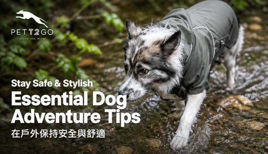 Essential Dog Adventure Tips: Stay Safe & Stylish with PETT2GO Outdoor Gear!