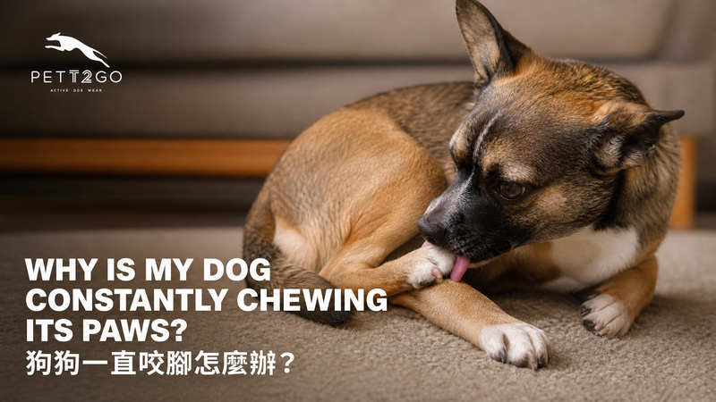 Why Is My Dog Constantly Chewing Its Paws?