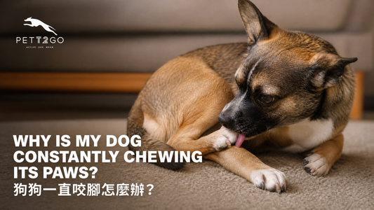 Why Is My Dog Constantly Chewing Its Paws?