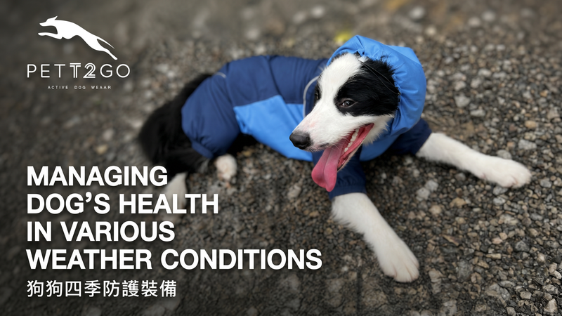 Managing Your Dog's Health in Various Weather Conditions: PETT2GO Gear to Keep Your Pup Safe