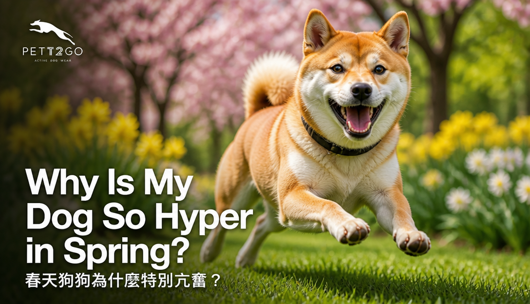 Why Is My Dog So Hyper in Spring?
