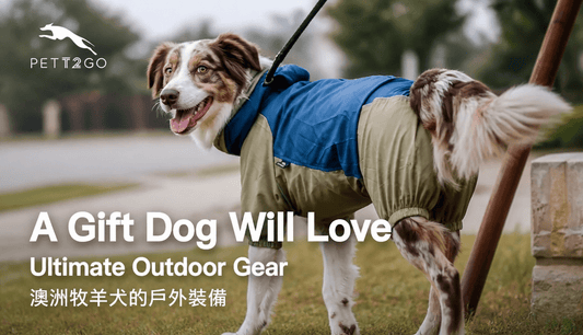 A Gift Dog will Love🎁 - PETT2GO