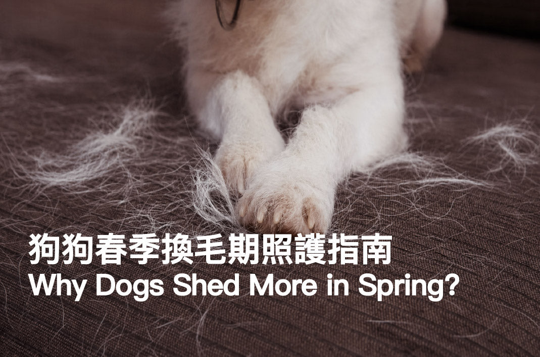 Spring Dog Shedding Season: Complete Care Guide for Heavy Shedders