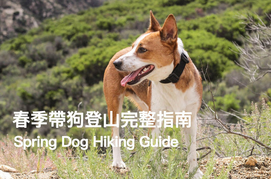 Spring Dog Hiking Complete Guide: Before You Go, On the Trail, After You're Back