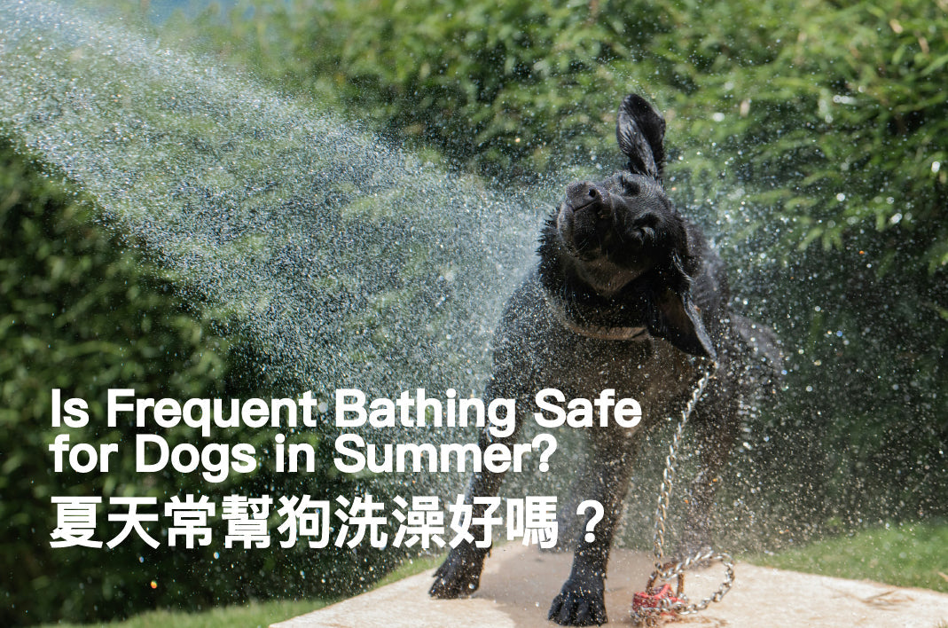 Is Frequent Bathing Safe for Dogs in Summer?