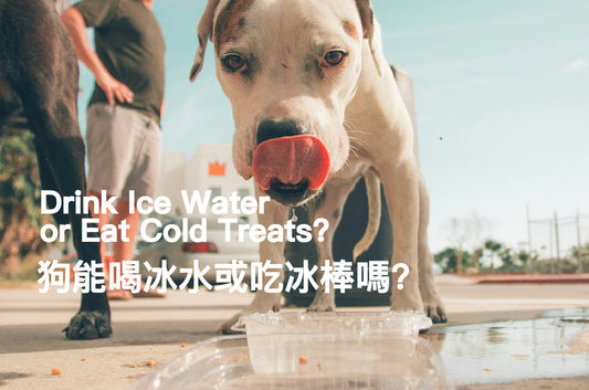 Can Dogs Drink Ice Water or Eat Cold Treats?