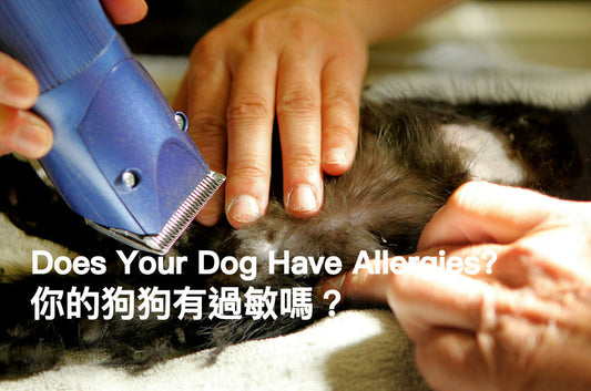 Does Your Dog Have Allergies?