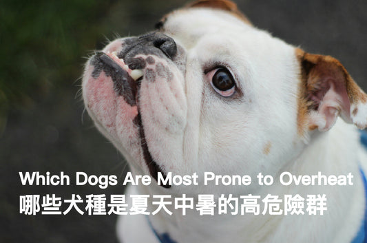 Which Dogs Are Most Prone to Overheating?
