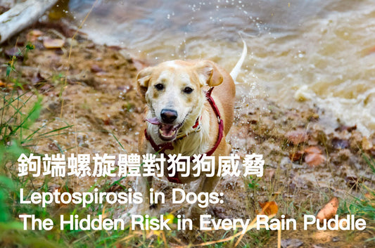Leptospirosis in Dogs: The Hidden Risk in Every Rain Puddle — Prevention Guide