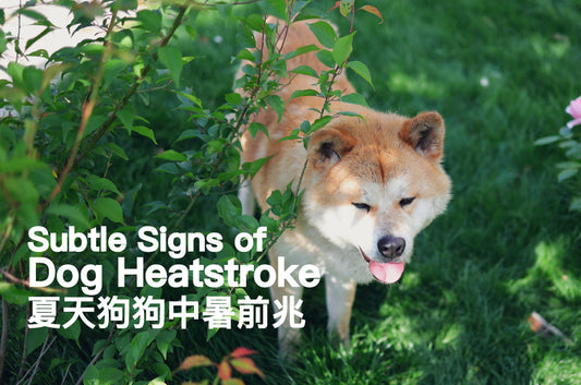 Subtle Signs of Dog Heatstroke You’re Probably Missing – It’s Not Just Panting