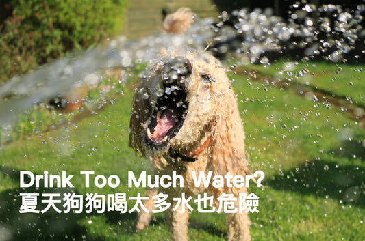 Does Your Dog Drink Too Much Water This Summer?Avoid Electrolyte Imbalance & Digestive Issues!