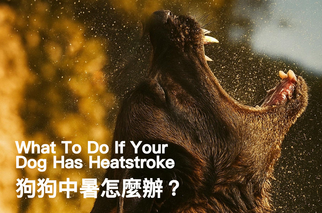 What To Do If Your Dog Has Heatstroke?