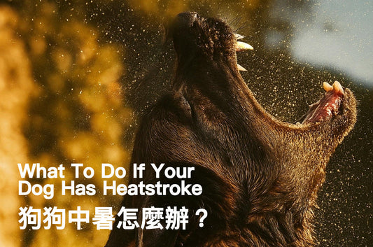 What To Do If Your Dog Has Heatstroke?