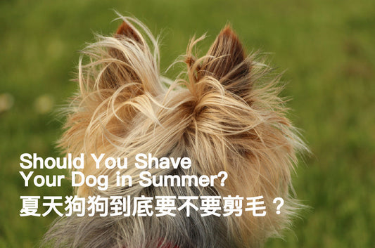 Should You Shave Your Dog in Summer?