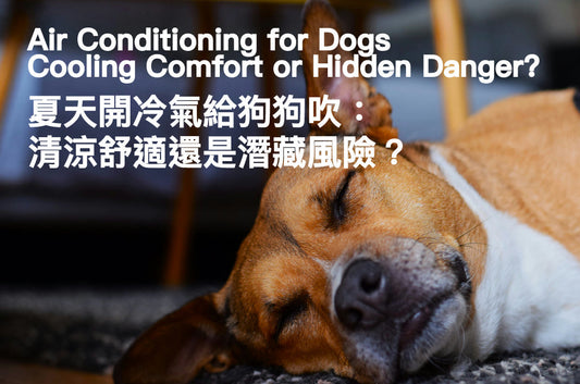 Air Conditioning for Dogs in Summer: Cooling Comfort or Hidden Danger? 5 Things You Should Know
