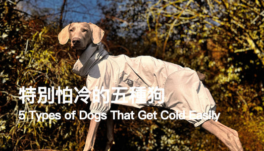 5 Types of Dogs That Get Cold Easily — Is Your Dog One of Them? PETT2GO