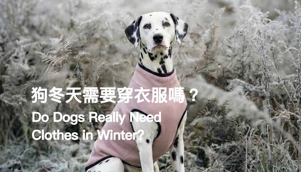 Do Dogs Really Need Clothes in Winter? 3 Things You Should Know