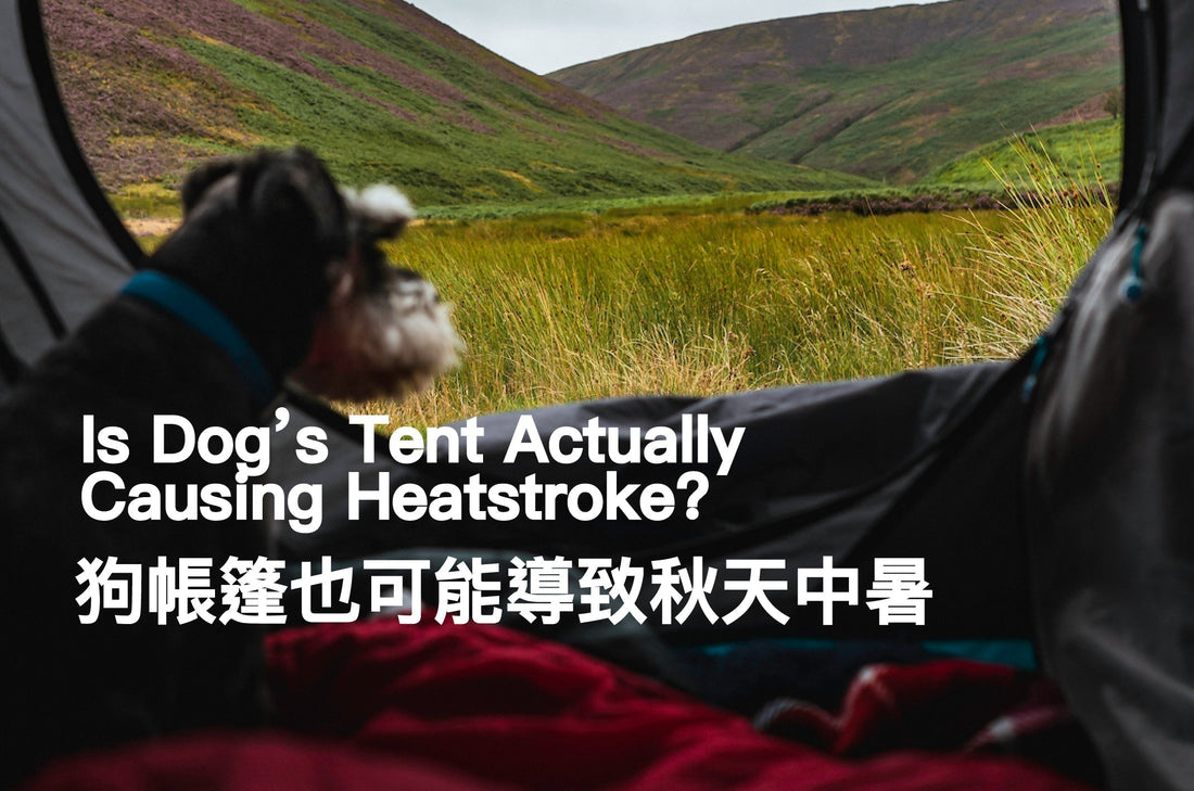 Is Dog’s Tent Actually Causing Heatstroke?