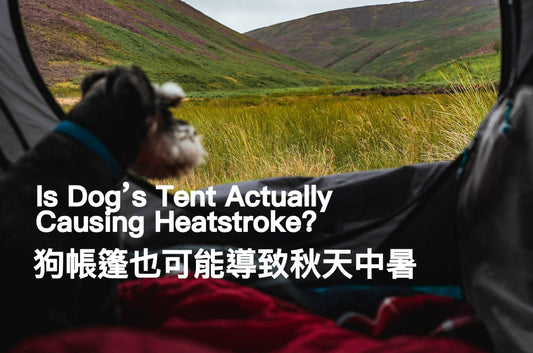Is Dog’s Tent Actually Causing Heatstroke?