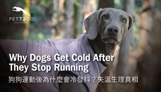 Why Dogs Get Cold After They Stop Running