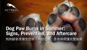 Dog Paw Burns in Summer: Signs, Prevention, and Aftercare