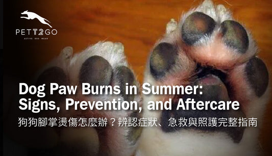 Dog Paw Burns in Summer: Signs, Prevention, and Aftercare