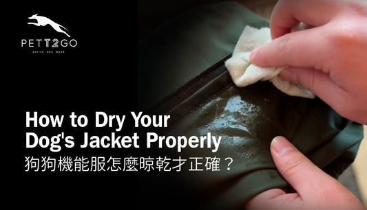 After a Rainy Trail Walk — How to Dry Your Dog's Jacket Properly