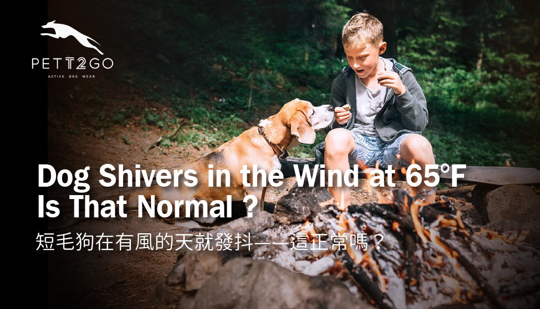 My Dog Shivers in the Wind at 65°F — Is That Normal?