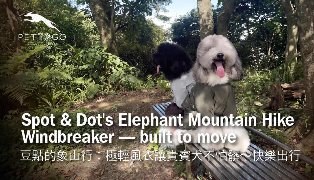 Spot & Dot's Afternoon on Elephant Mountain: An Ultralight Windbreaker That Keeps Two Fluffy Poodles Clean and Happy on the Trail