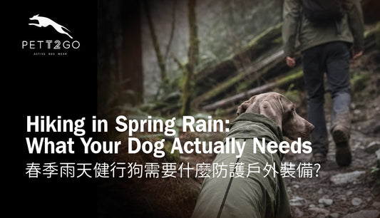 Hiking in Spring Rain: What Your Dog Actually Needs