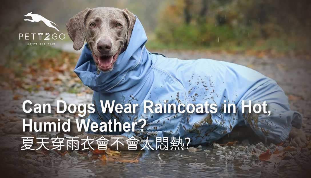 Can Dogs Wear Raincoats in Hot, Humid Weather?