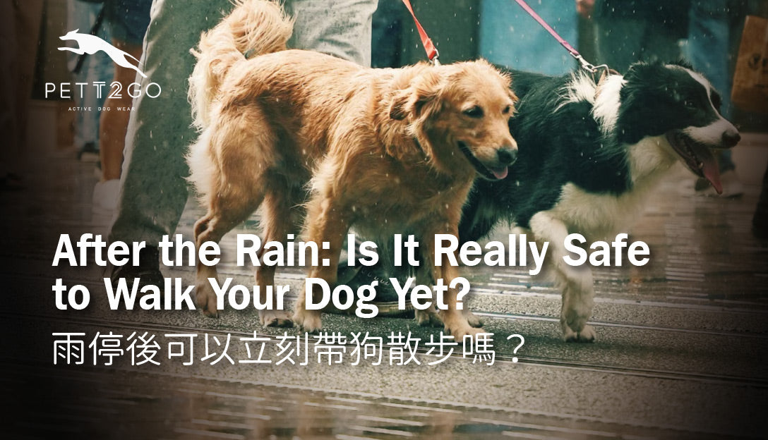 After the Rain: Is It Really Safe to Walk Your Dog Yet?