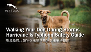 Walking Your Dog During Severe Storms | Hurricane & Typhoon Safety Guide