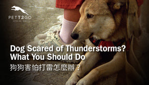 Dog Scared of Thunderstorms? What You Should Do