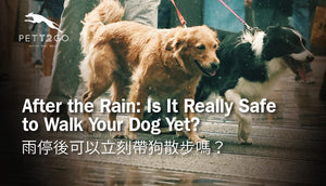 After the Rain: Is It Really Safe to Walk Your Dog Yet?