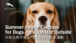 Summer Indoor Exercise for Dogs When It's Too Hot Outside