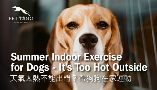 Summer Indoor Exercise for Dogs When It's Too Hot Outside
