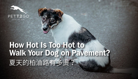 How Hot Is Too Hot to Walk Your Dog on Pavement?