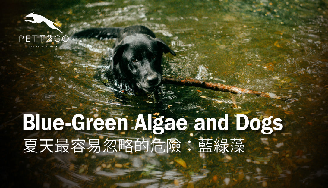 Blue-Green Algae and Dogs: The Summer Water Risk That Can Turn Fatal in Minutes