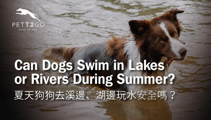 Can Dogs Swim in Lakes or Rivers This Summer? A Complete Water Safety Guide