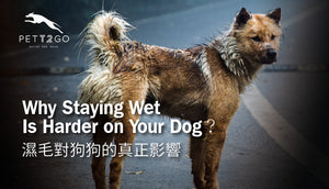 Why Staying Wet Is Harder on Your Dog？