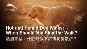 Hot and Humid Dog Walks: When Should You Skip the Walk?